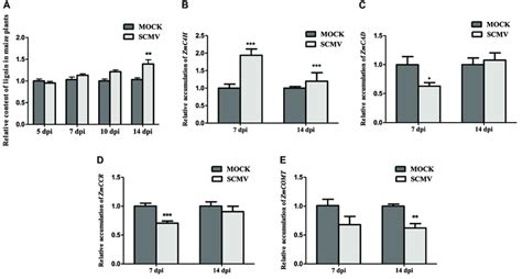 SCMV Infection Induces Lignin Accumulation And Altered Expression Of