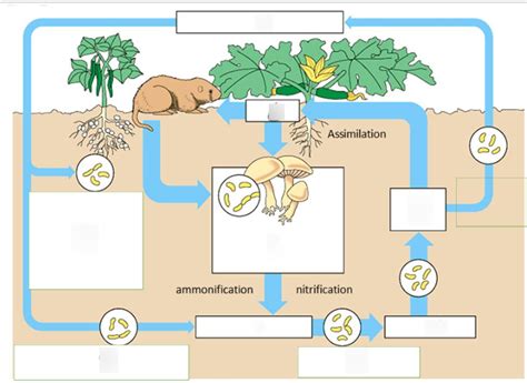 Nitrogen Cycle Diagram Quizlet