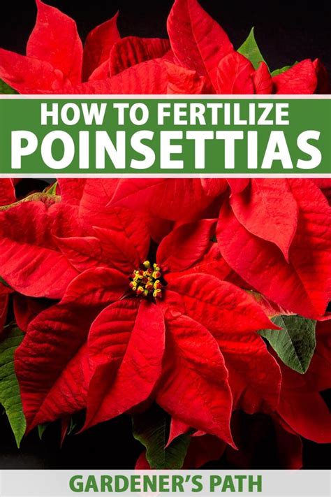 Why When And How To Fertilize Poinsettias Gardener’s Path