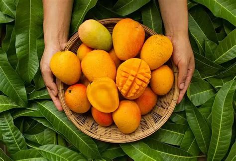 Mango In Diabetes Can Patients Suffering From Diabetes Eat Mangoes