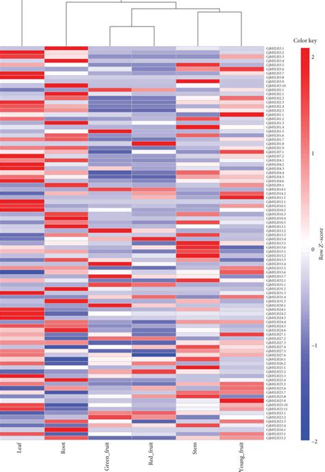 Heatmaps Representing The Expression Profiles Of G Jasminoides Bhlh