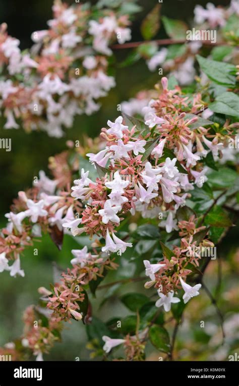 Glossy Abelia Abelia X Grandiflora Stock Photo Alamy