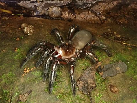 Trapdoor Spider