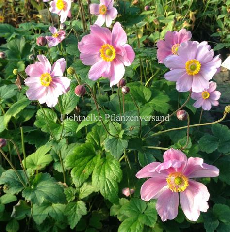 Anemonen wunderschöne Herbstblüher für halbschattige bis schattige