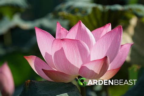 Lotus Flower Care Best Flower Site