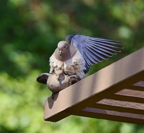 Mourning Dove Mating Ritual 5 Photograph By Linda Brody Pixels