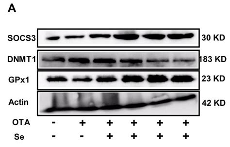 Socs3 Antibody Affinity Biosciences Ltd亲科生物官网