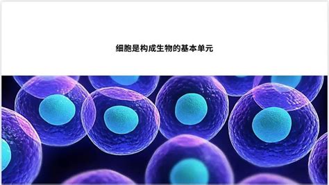 人工智能概念 04 生物智能（中篇） 知乎