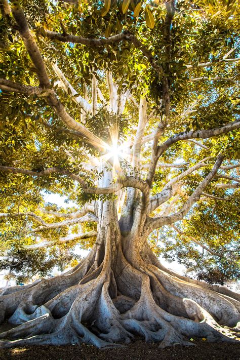 banyan      banyan stock  hd images