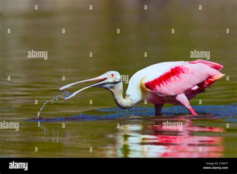 Roseate Spoonbill Platalea Ajaja Adult Summer Plumagecatching Fish