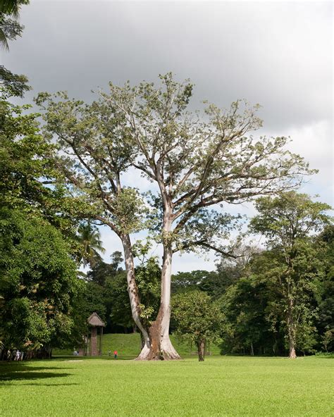 Ceiba Pentandra Kapok Tree Mark6mauno Flickr