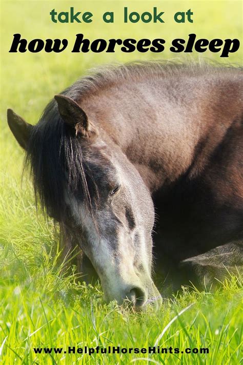 How Horses Sleep A Detailed Look At When How And How Long Horses