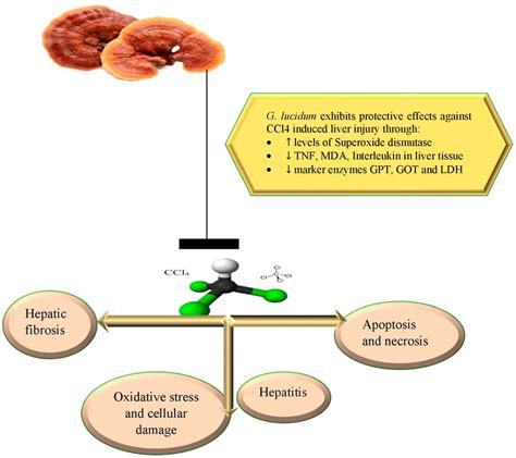 G Lucidum Exhibits Potential Action Against CCl4 Induced Liver Injury