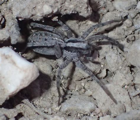 Wolf Spider Schizocosa Bugguide