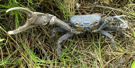 Blue Land Crabs In Florida