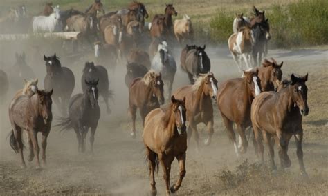 Black Hills Wild Horse Sanctuary Alltrips