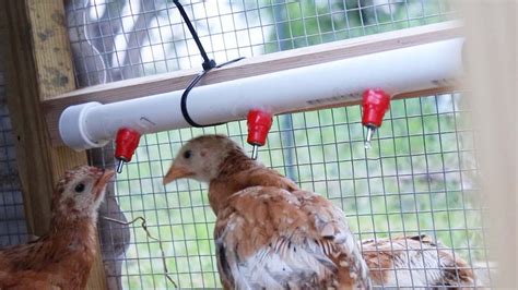 Diy Pvc Pipe Chicken Waterer Youtube