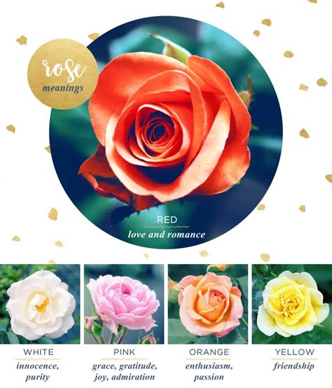 Rose Flower Meaning and Symbolism - FTD.com