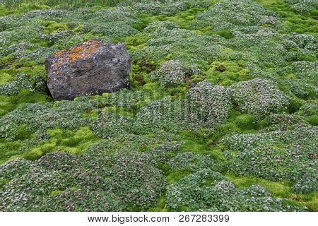 Arctic Moss - Polar Image & Photo (Free Trial) | Bigstock