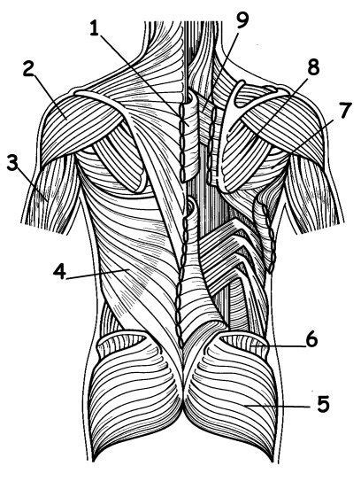 Human Muscles Diagram Unlabeled Human Muscles Back View Worksheet Images And Photos Finder