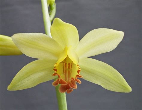 Calanthe Woodfordii Orchidaceae Image 62052 At PhytoImages Siu Edu