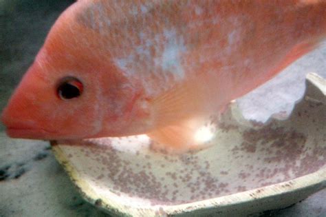 Red Devil Cichlid: Info with Care Details and Pictures