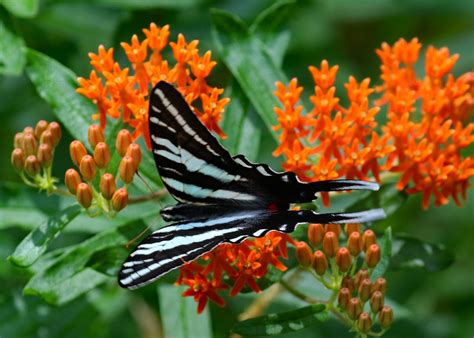 Zebra Swallowtail On Butterfly Weed Anson County North C Flickr