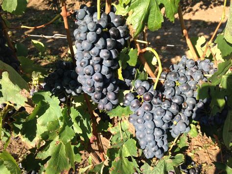 I Nostri Vigneti Si Crogiolano Al Sole Della Valnerina Annesanti