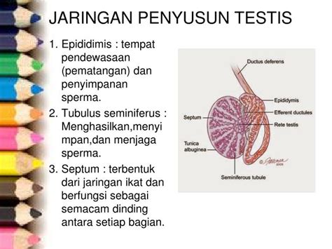 PPT SISTEM REPRODUKSI PowerPoint Presentation ID 7408373