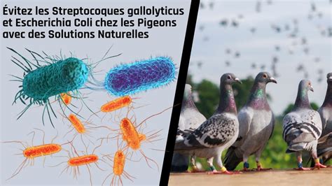 Évitez Les Streptocoques Gallolyticus Et Escherichia Coli Chez Les