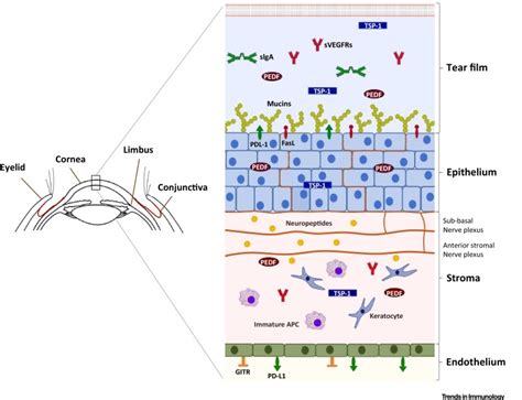 When Clarity Is Crucial Regulating Ocular Surface Immunity Trends In Immunology