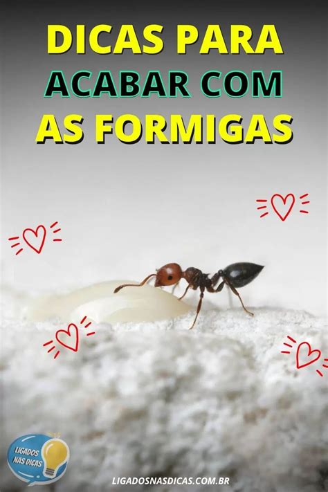 Apresentamos Dicas De Como Acabar Formigas Em Casa Tudo De Forma