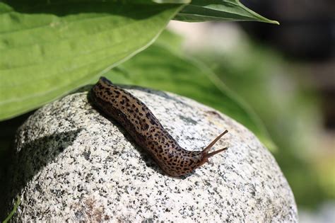 How Long Do Slugs Live Slug Lifespan Essential Facts