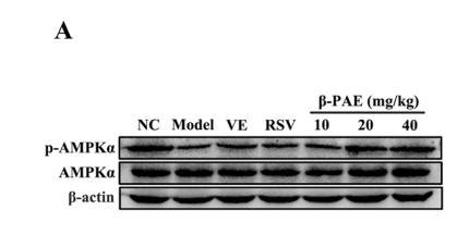 Ampk Alpha Antibody Affinity Biosciences