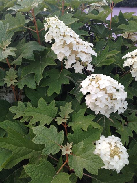 Hydrangea Quercifolia Oak Leaf Hydrangea Oakleaf Hydrangea North