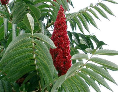 Staghorn Sumac Is A Tough As Nails Native Shrub Horticulture