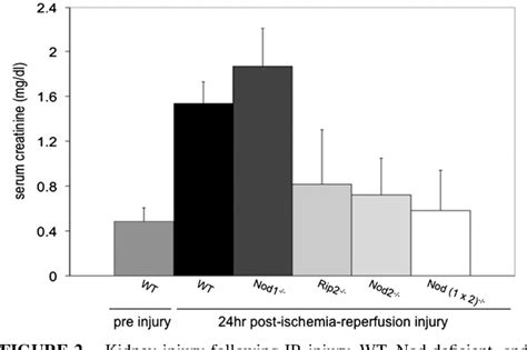 Figure From Injury Participate In Renal Ischemia Reperfusion Murine