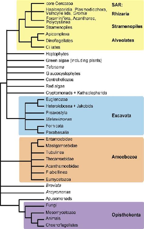 Summary Of Major Findingsthe Evolutionary Relationships Among Major