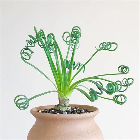 How To Care For Albuca Spiralis