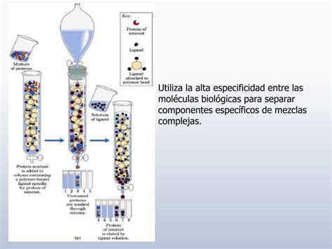 PPT Purificación de proteínas Parte II 20 Agosto 2013 PowerPoint