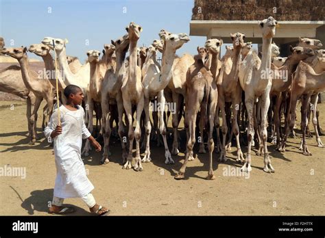 Cairo Egypt Th Sep Egyptians Gather During An Auction At