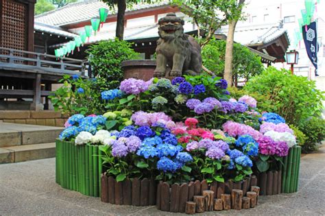 3 best spots to see hydrangea in Japan - fromJapan