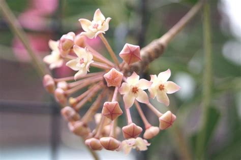 A List Of 30 Mesmerizing & Beginner-friendly Hoya Varieties