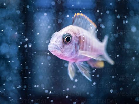 Close Up Beautiful Tropical Fish Swimming In Transparent Water Of Home