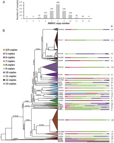 Rbmy Copy Number Distribution In The Genomes Project Dataset A