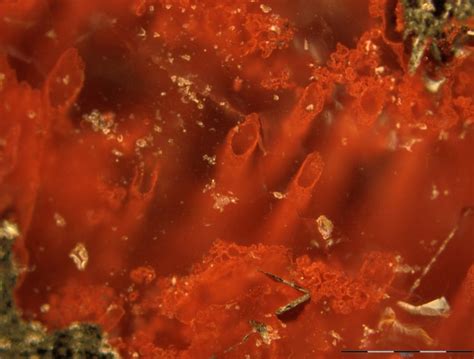 Rock From Canada May Hold The Worlds Oldest Fossils