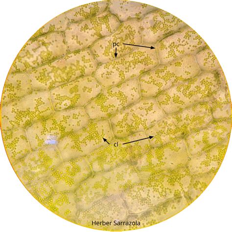 Biología de las Plantas Manual de Laboratorio 2 Citología