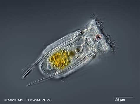 Rotifers Of Germany And Adjoining Countries Polyarthra Remata Skorikov