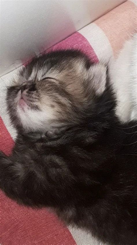 Two Cute Kittens Sleeping Together