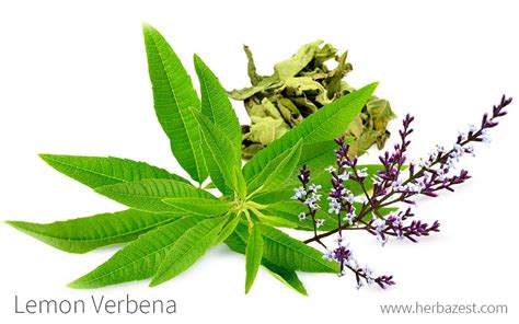 Lemon Verbena Herbazest